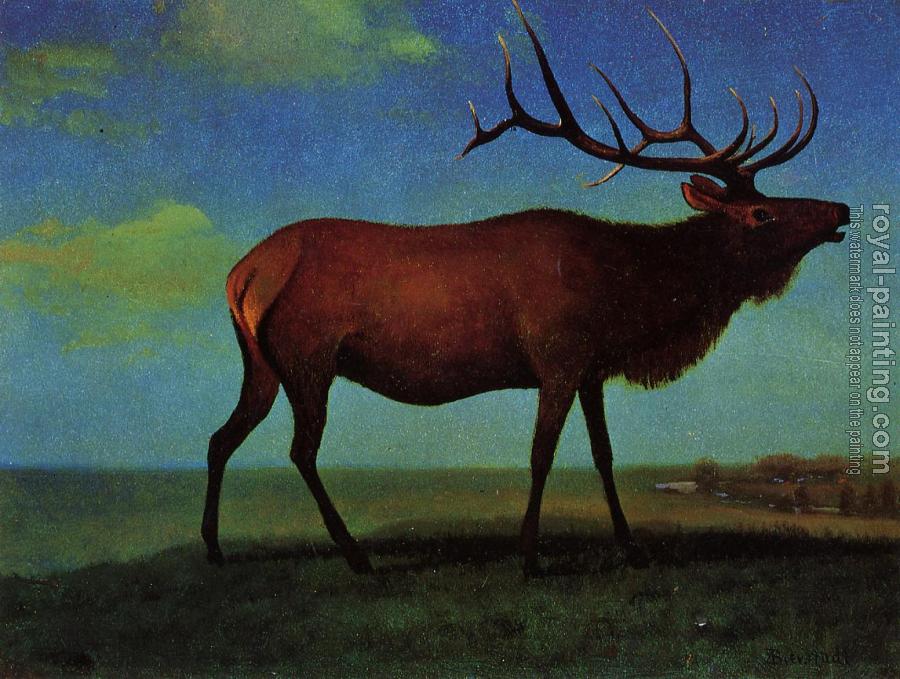Albert Bierstadt : Elk Albert Bierstadt : Elk